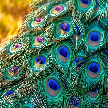 Colorful Peacock feathers abstract bird wings eyes vibrant peacock