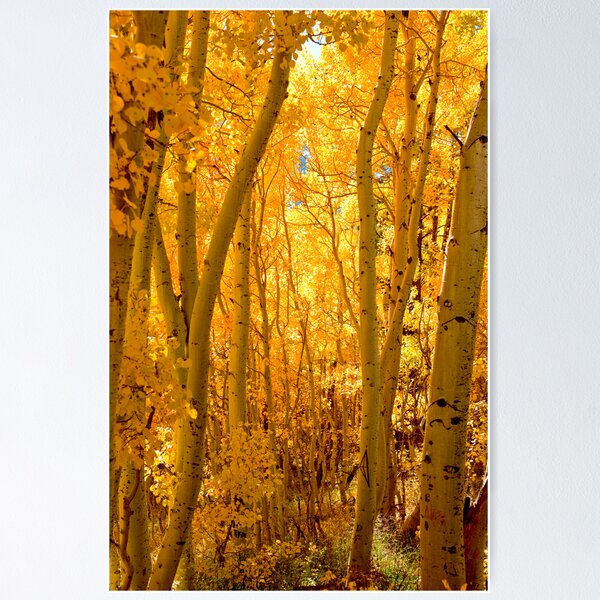 Silver Lake Aspens-1 Poster