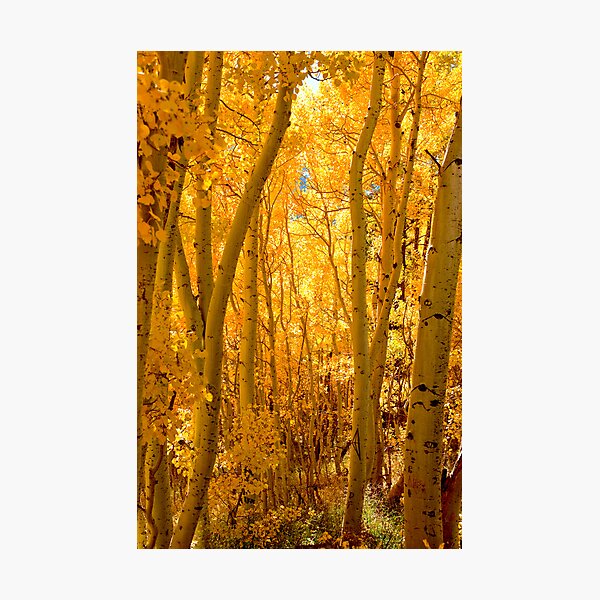 Silver Lake Aspens-1 Photographic Print