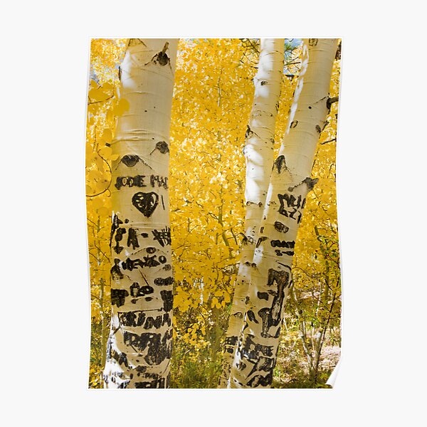 Silver Lake Aspens-2 Poster