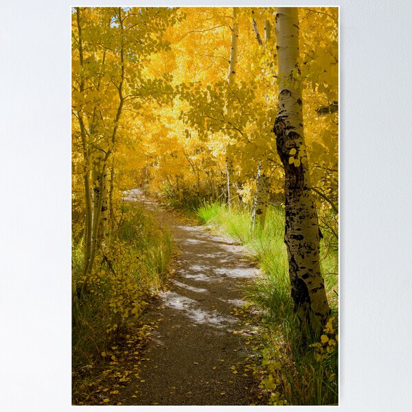 Silver Lake Aspens-3 Poster