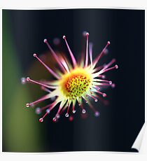Honeydew Poster
