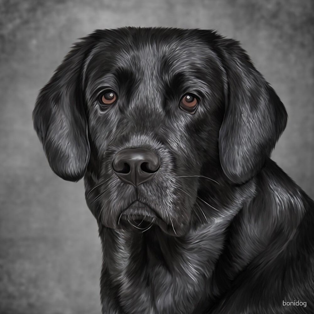 "Drawing black Labrador " by bonidog Redbubble