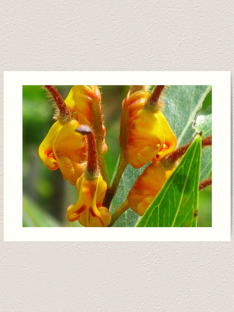 Alternate view of Grevillea Orange Marmalade Art Print