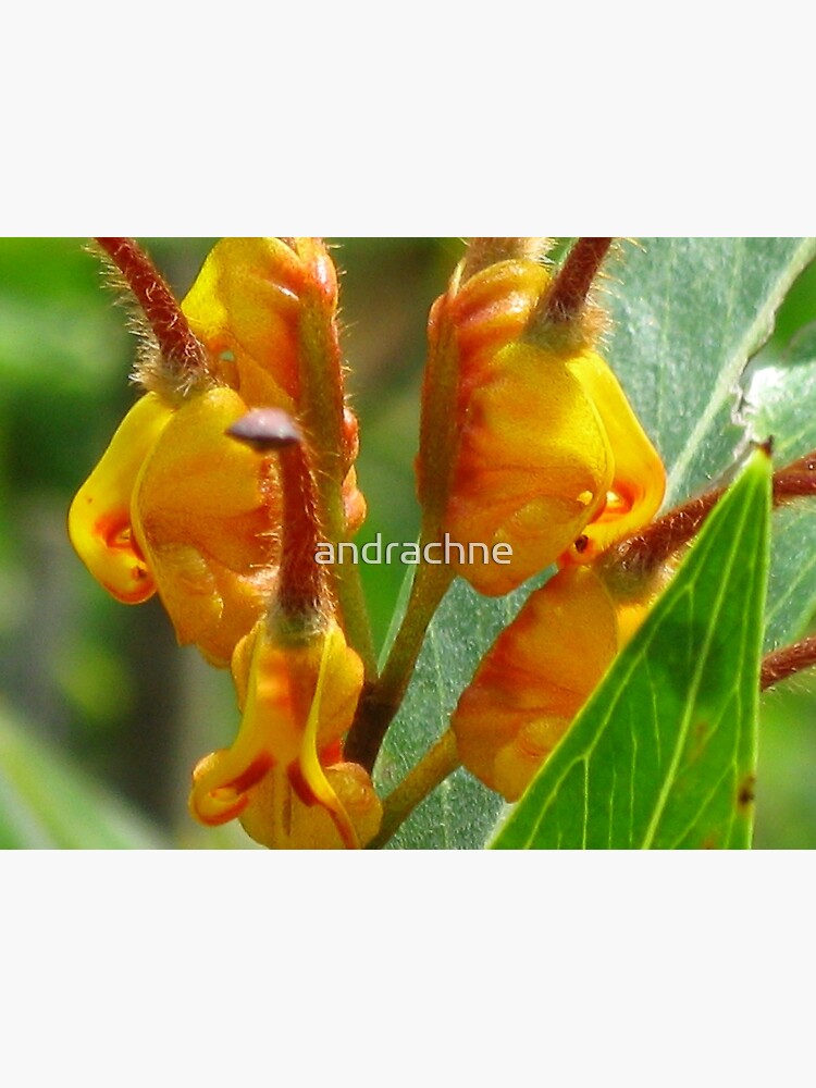 Grevillea Orange Marmalade by andrachne