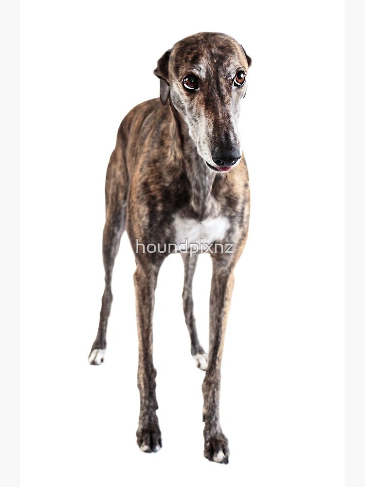 greyhound brindle