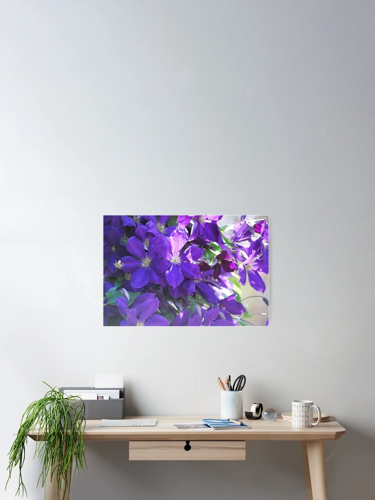 Thumbnail 2 of 3, Poster, Purple Clematis designed and sold by John Easterhouse.