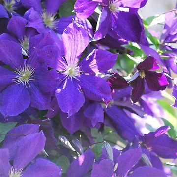 Artwork thumbnail, Purple Clematis by John Easterhouse
