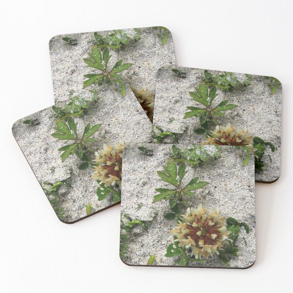 Item preview, Clover in the Sand Dunes designed and sold by BlueMoonRose.