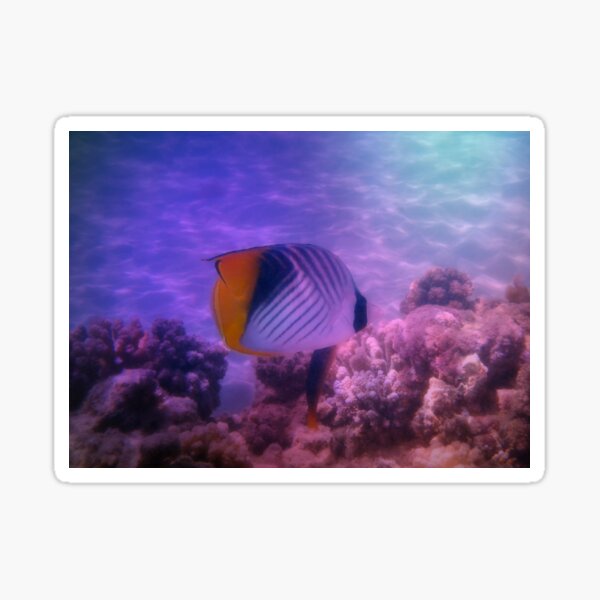 Threadfin Butterflyfish Colorfully Sticker