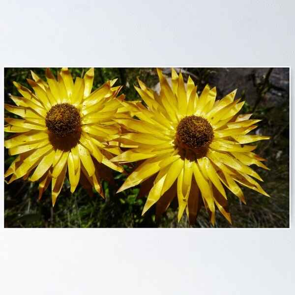 Artikelvorschau, Everlasting Daisies - Alpine National Park entworfen und verkauft von Rick Box.