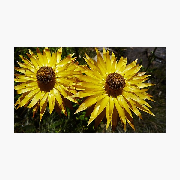 Item preview, Everlasting Daisies - Alpine National Park designed and sold by Rick Box.