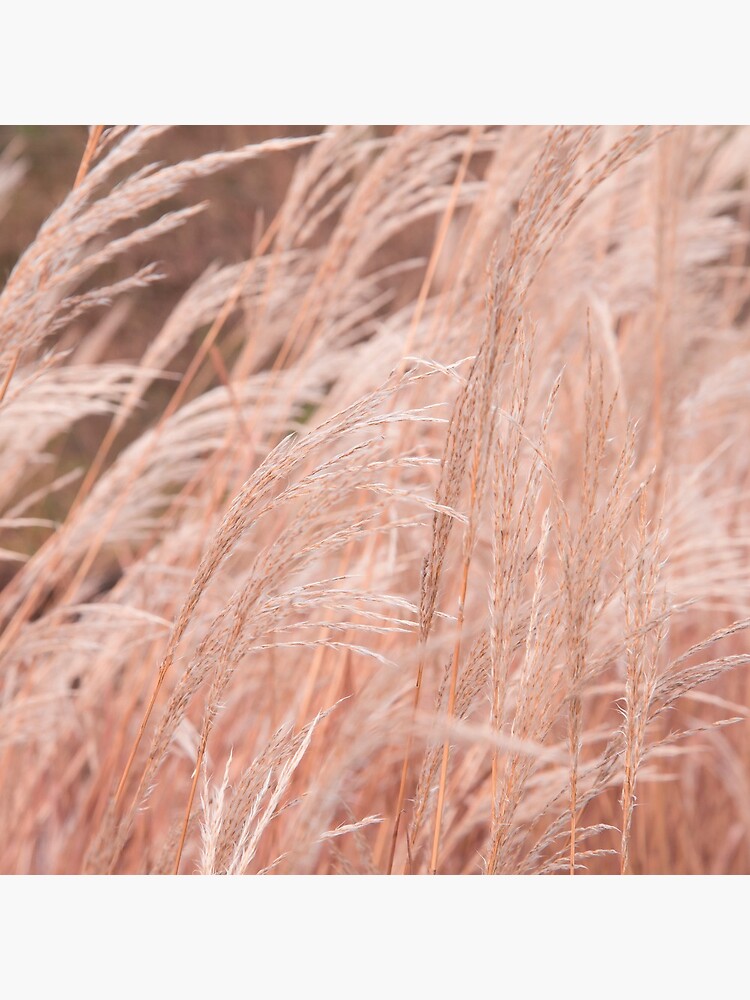 Autumn Grass by Sofiakat