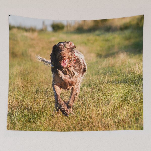 Item preview, Brown Roan Italian Spinone Dog in Action designed and sold by FOLK ART FUSION by heidiannemorris.