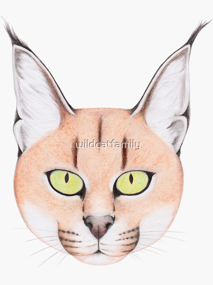 African Caracal Cat by wildcatfamily