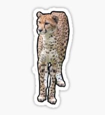 Cheetah Sticker