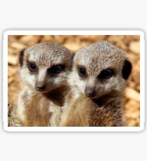 Meerkat Pups Sticker