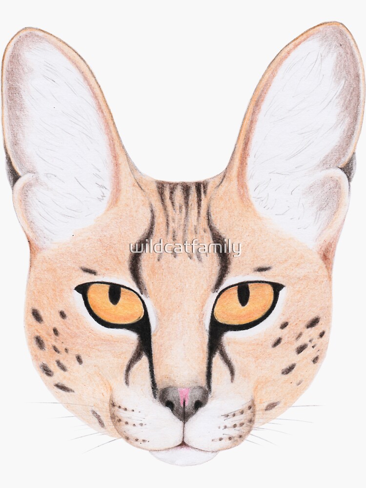 African Serval Cat by wildcatfamily