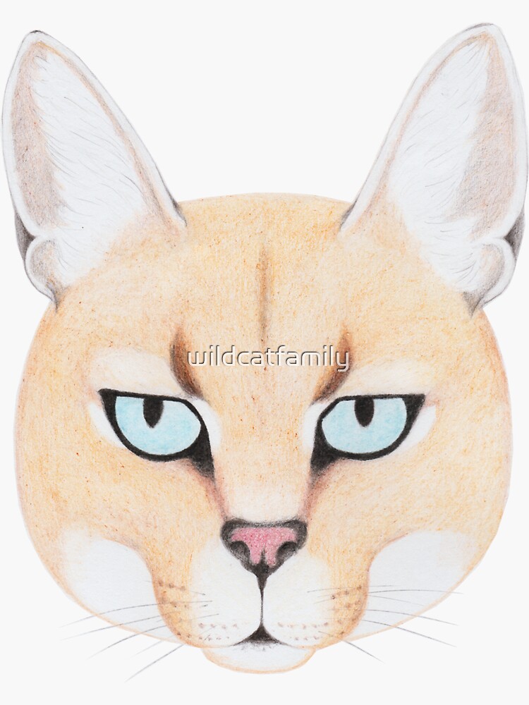African Golden Cat by wildcatfamily