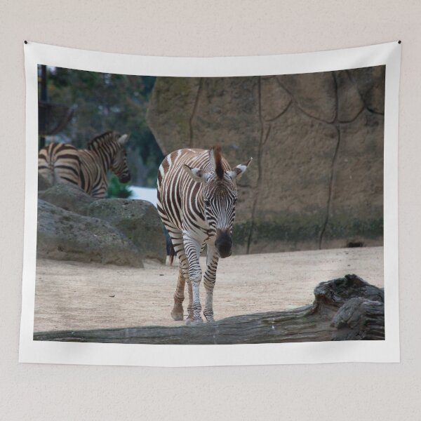 Artikelvorschau, Zebras entworfen und verkauft von MGphotoart.