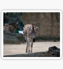 Zebras Sticker