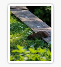 rats day out at priory park Sticker