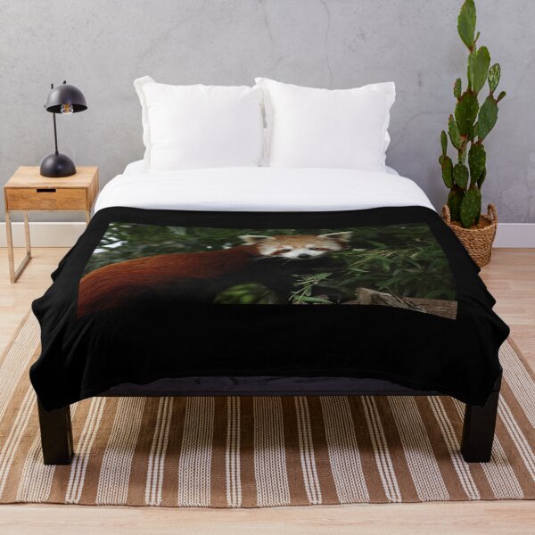 Item preview, Hungry Red Panda II designed and sold by TVD-Photography.