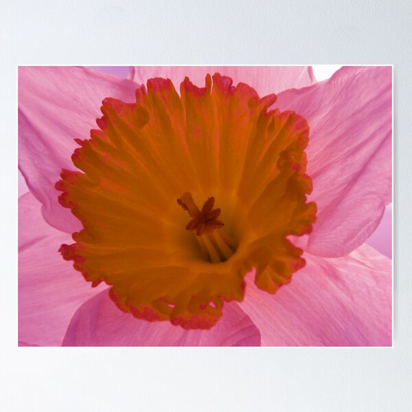 Artikelvorschau, The Daffodil entworfen und verkauft von stevewalton.