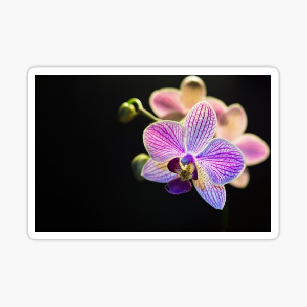 Bloom Sticker