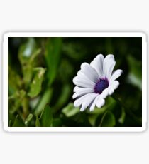 Just A Daisy Sticker