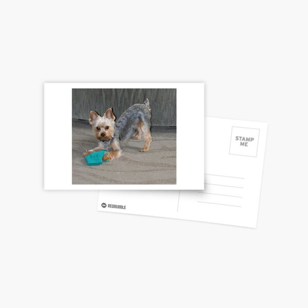 My Little Bailey Postcard