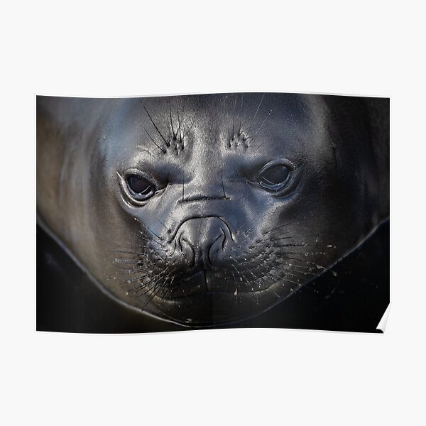 Elephant Seal Weaner Poster