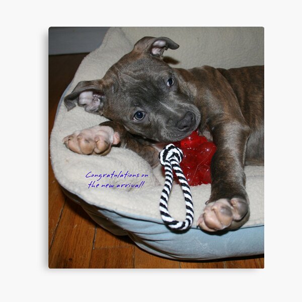 Congratulations on the new arrival! Canvas Print