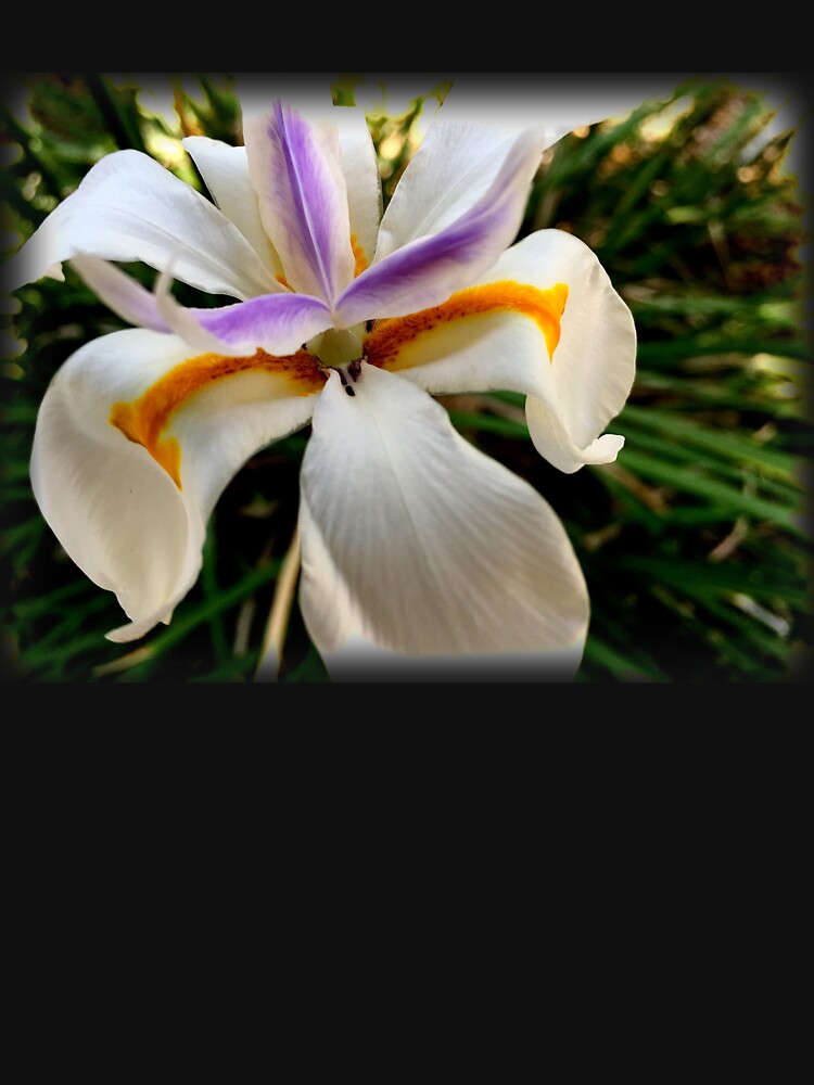 Fortnight Lily (Dietes) from A Gardener's Notebook by douglasewelch