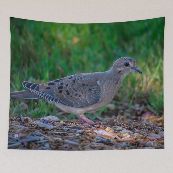 Item preview, Bright Eyed Mourning Dove designed and sold by ElizabethiB.