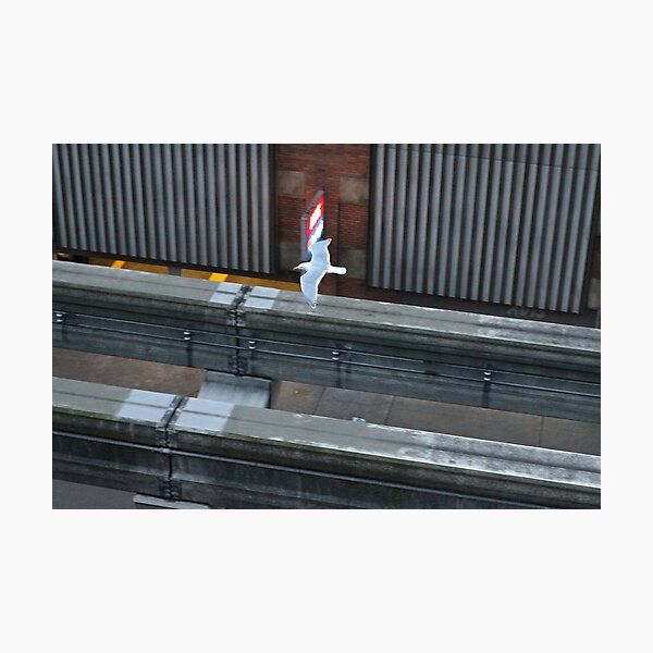birds over tracks in Seattle Washington Photographic Print