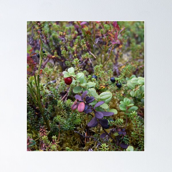 Item preview, Blueberries in the Forest designed and sold by svehex.