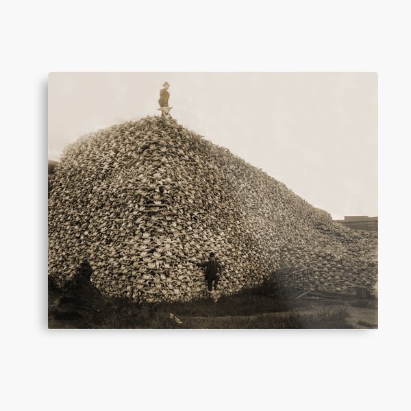 Убитый бизон. Гора черепов бизонов 1870. Истребление бизонов в Северной Америке. Гора черепов бизонов.