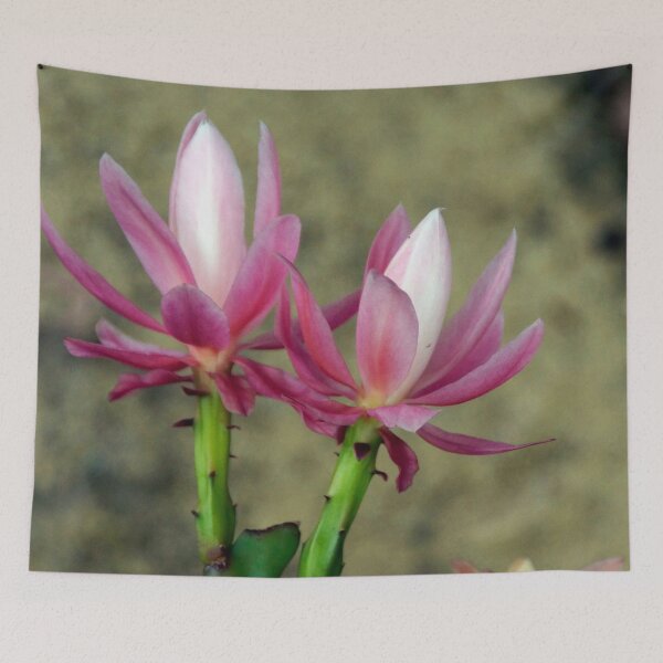 Item preview, Cacti - Magpie Springs - Adelaide Hills Wine Region - Fleurieu Peninsula - South Australia designed and sold by MagpieSprings.