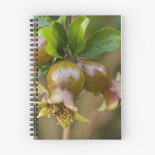 Item preview, Pomegranate seeds designed and sold by mariocassar.
