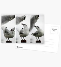 Seagull vs Seagull Postcards