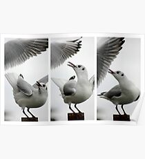 Seagull vs Seagull Poster