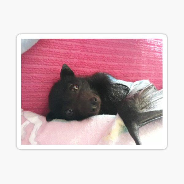 Item preview, Limited Edition Lily The Baby Bat. designed and sold by BabyBats.