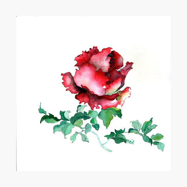 Red Rose Photographic Print