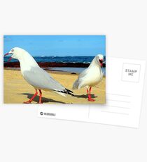 seagull squabble Postcards