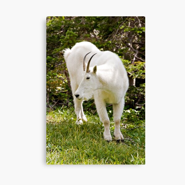 Mountain goat - Glacier National Park Canvas Print