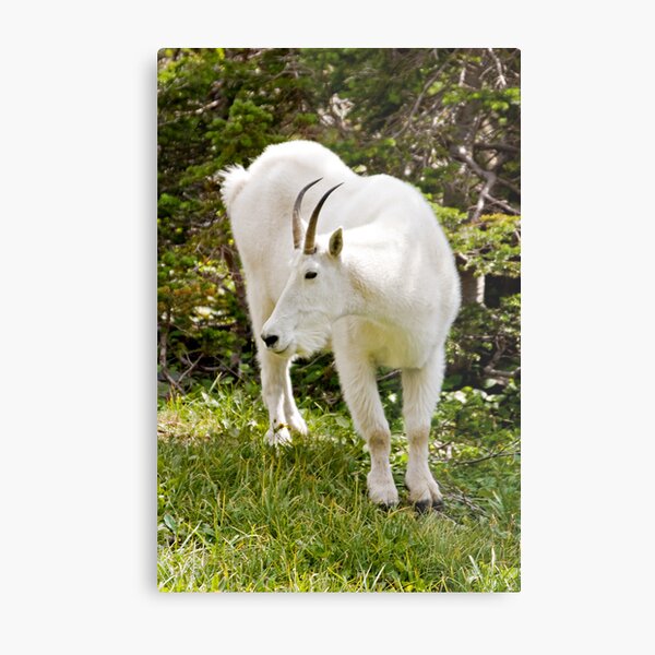 Mountain goat - Glacier National Park Metal Print