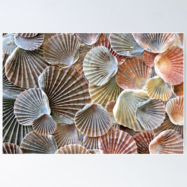 Item preview, Scallop Shells I designed and sold by Kathie Nichols.