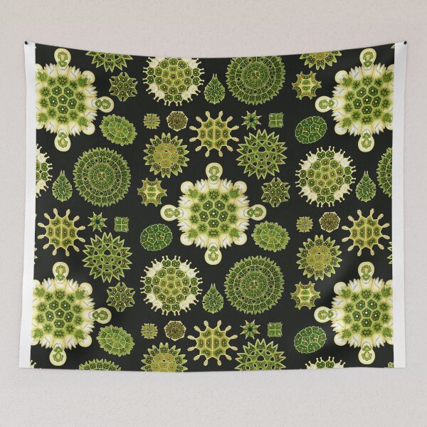 Item preview, Ernst Haeckel - Melethallia designed and sold by ShaMiLaB.