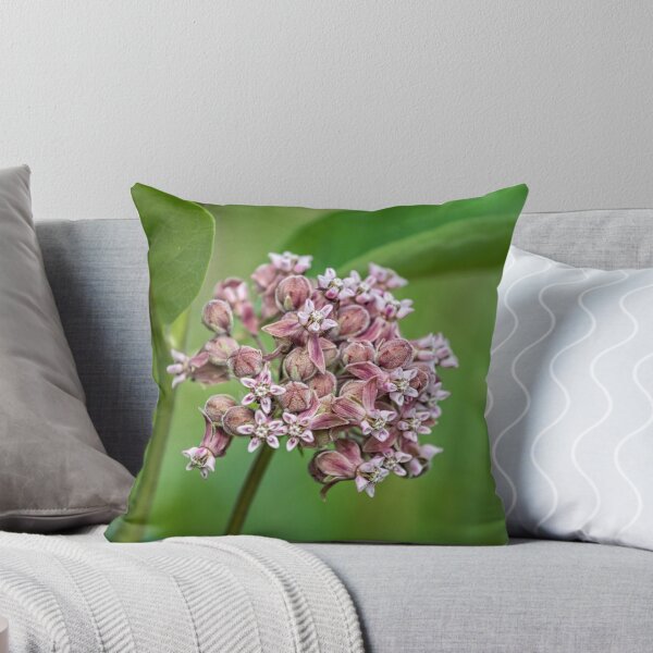 Item preview, Common Milkweed designed and sold by PhotosByHealy.